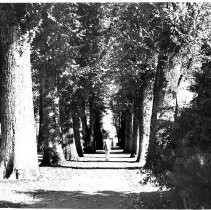 Caption reads: "The stately elm trees lining the walkways of the Chico City Plaza were planted shortly after General John Bidwell granted the plaza to the city in 1872."