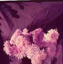 Chrysanthemums in a vase