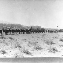 Two eight mule hitch freight wagons