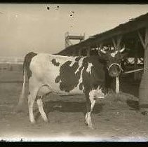 Negative, Glass Plate