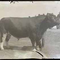 Negative, Glass Plate