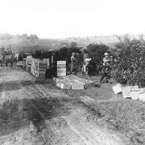 Orange Picking