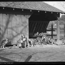 Negative, Safety, Unknown