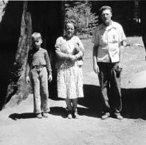 Wawona Tunnel Sequoia tree
