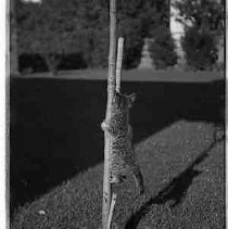 Kitten climbing a sapling