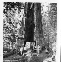 Pioneer's Cabin giant sequoia