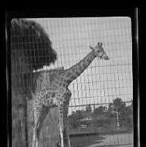 A giraffe at the Los Angeles Zoo