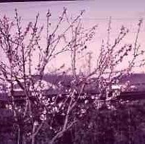 Fruit tree in bloom