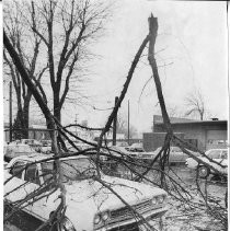 Car Damaged by Tree Limbs