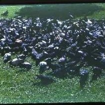 A flock of pigeons on a lawn