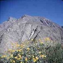 Slides of California Historical Sites. Desert Flora, Borrego Desert State Park, Calif