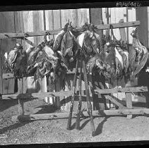 Display of dead geese