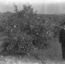 Exterior view of a man standing next to an orange tree