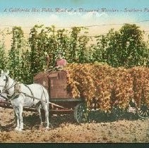 A California Hop Field. Road of a Thousand Wonders-Southern Pacific