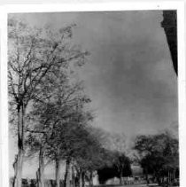 Photo of building through trees