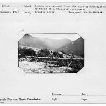 Photographs from Wild Legacy Book. "Salmon are removed fron the side of the platform by means of a peculiar scoop-net. Trinity River