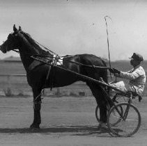 "Harness Racer, Trotter"