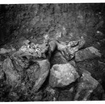 Drake's Bay. "Cattle skulls, cave at possible Drake fort, Drakes Bay, California."