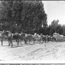 Twelve mule hitch freight wagon