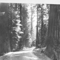 Dirt road in the Coast Redwoods