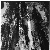 View of Calaveras Big Trees State Park in Calaveras County showing the giant redwood trees in the park