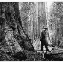 View of Calaveras Big Trees State Park in Calaveras County showing the giant redwood trees in the park