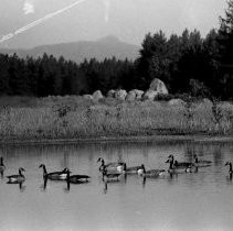 Serene Park Setting Near Lake Tahoe