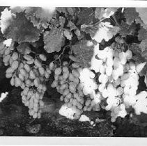 Our Ranch, Lady Fingers