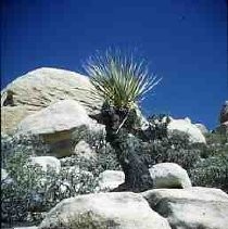 Slides of California Historical Sites. Yucca, San Carlos Pass, Riverside County, Calif