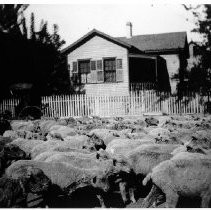 House with Sheep