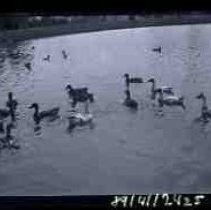 Ducks on Southside Park lake