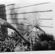 Cactus in Bloom