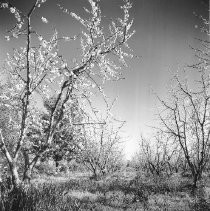 Orchard with Weeds