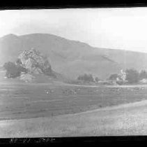 Cows in a pasture