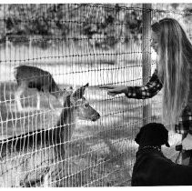 View of a woman with a dog looking at deer behind a wire fence at Chico, CA