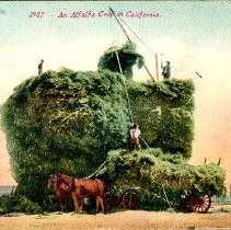 "An Alfalfa Crop in California"