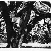 Hooker Oak, Bidwell Park, Chico