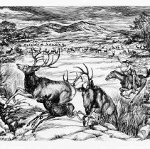 Photographs from Wild Legacy Book. Illustration, cowboy trying to lasso elk