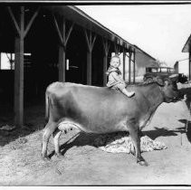 Baby Seated on Cow