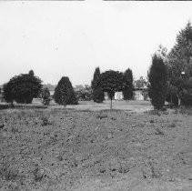 "Umbrella Trees"