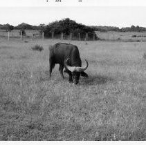 "Water Buffalo"