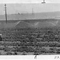 Crop Irrigation Near Flood Waters