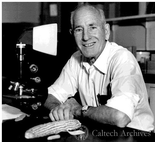 George Beadle with corn on desk — Calisphere