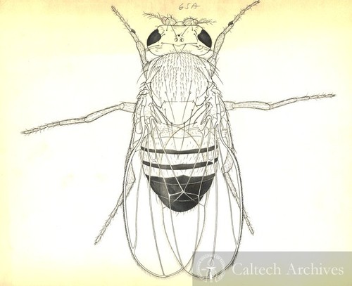 Fruit fly drawing, full fly (Drosophila melanogaster)