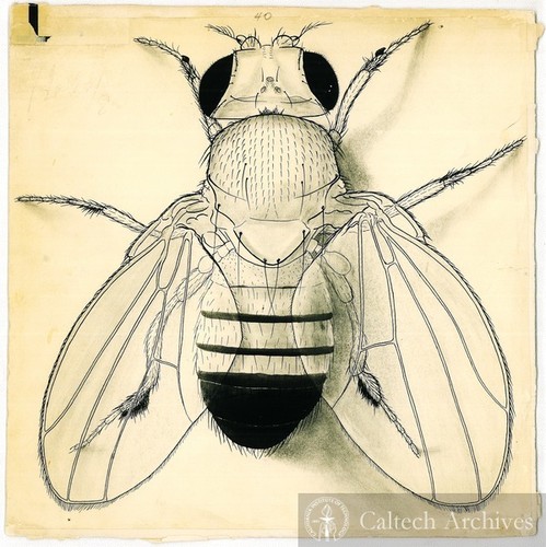 Fruit fly drawing, full fly (Drosophila melanogaster)