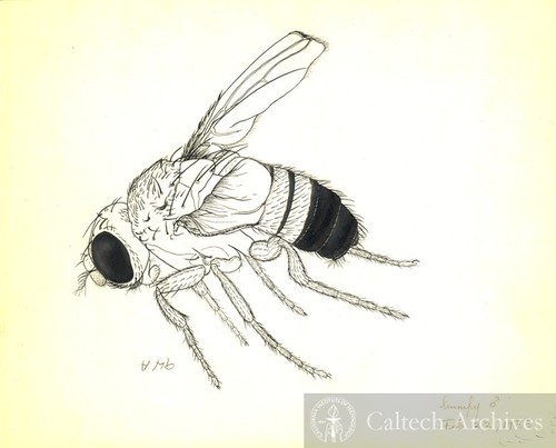 Fruit fly drawing, full fly (Drosophila melanogaster)