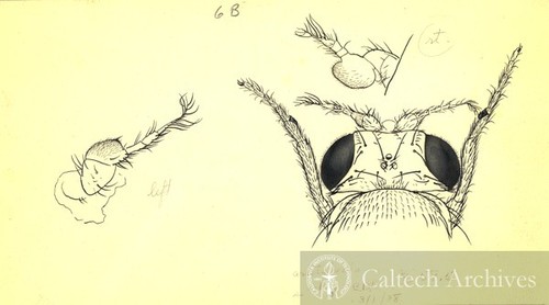 Fruit fly drawing, head & antennae, left and right (Drosophila melanogaster)
