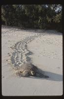 Slides. 1978-1980 (159 items)