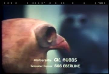 Spirales/ Flight Forms (Video)