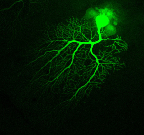 Microscopy product ID: 7